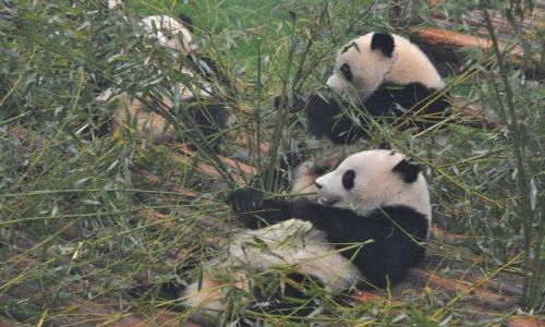Zdjecie CHINY / Syczuan / Chengdu / Wielkie zarcie