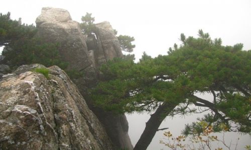Zdjecie CHINY / prowincja Anhui / Huang Shan / sosny we mgle