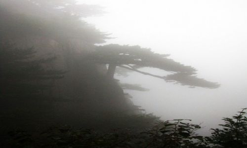 Zdjecie CHINY / prowincja Anhui / Huang Shan / Sosna Powitalna we mgle