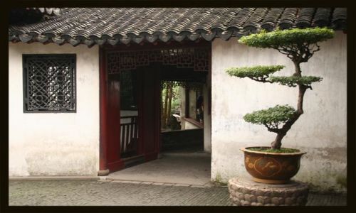 Zdjecie CHINY / brak / Szanghaj / bonsai