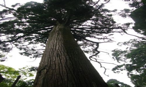 Zdjecie CHINY / prowincja Jianxi / Lu Shan / Cryptomeria