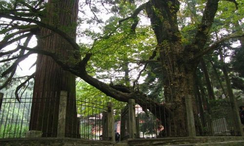 Zdjcie CHINY / prowincja Jianxi / Lu Shan / cryptomeria i miorzb