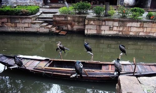 Zdjecie CHINY / Suzhou /   / W oczekiwaniu na owy