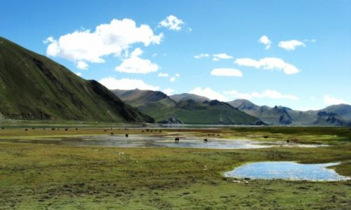 Zdjecie CHINY / Tybet / W drodze ku najwyszym / Natura martwa i oywiona