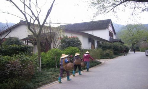 Zdjecie CHINY / Zhejiang Province / Hangzhou / Dragonwell