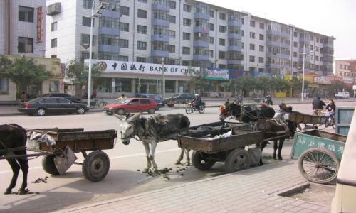 Zdjęcie CHINY / brak / Datung / Osiołki