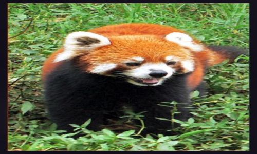Zdjęcie CHINY / Syczuan / Chengdu / Panda mniejsza, czyli czerwona