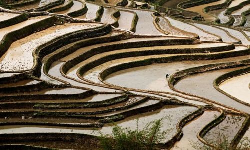 Zdjcie CHINY / Yunnan / Yuanyang / tarasowo