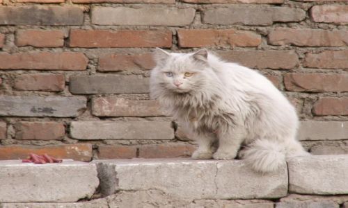 Zdjecie CHINY / brak / Pekin / Kotecek