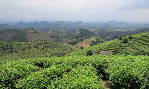 Zdjecie CHINY / Guilin / Yangshuo / Herbaciane pola Yanghsuo