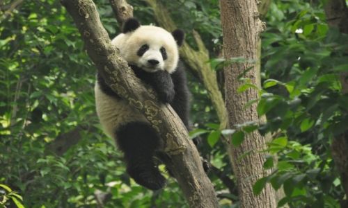 Zdjecie CHINY / Chengdu / Chengdu / panda