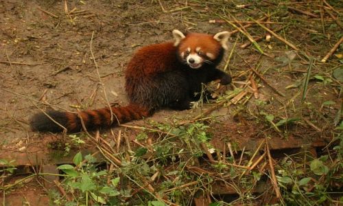 Zdjecie CHINY / Syczuan /  Chengdu / panda czerwona