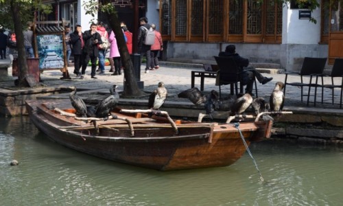 Zdjecie CHINY / Szanghaj / Zhouzhuang / W oczekiwaniu na fotki:)