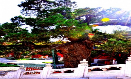 Zdjcie CHINY / Beijing / witynia Konfucjusza / Promyk