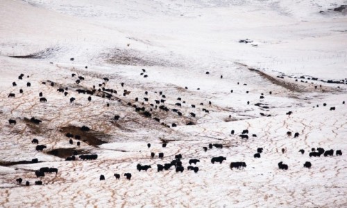 Zdjęcie CHINY / Syczuan / okolice Langmusi / Czarno na białym