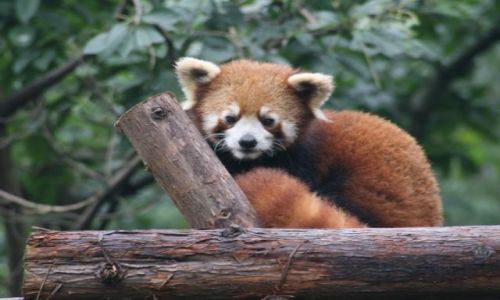 Zdjęcie CHINY / brak / Chengdu / Panda Czerwona