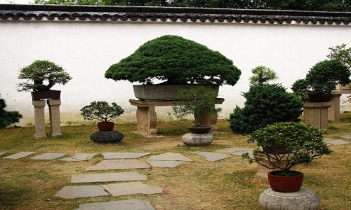 Zdjcie CHINY / prowincja Jiangsu / Suzhou / Ogrd Pokornego Zarzdcy
