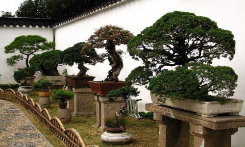 Zdjcie CHINY / prowincja Jiangsu / Suzhou / Ogrd Pokornego Zarzdcy