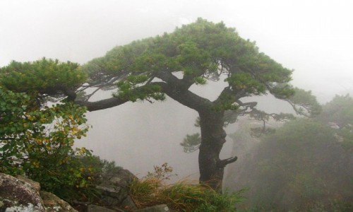 Zdjcie CHINY / prowincja Anhui / Huang Shan / sosny we mgle