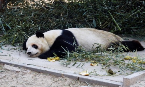 Zdjcie CHINY / Pekin / ZOO / Panda wielka
