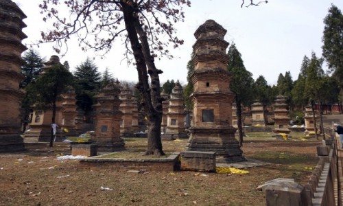 Zdjcie CHINY / Luoyang / Dengfeng / Las pagd