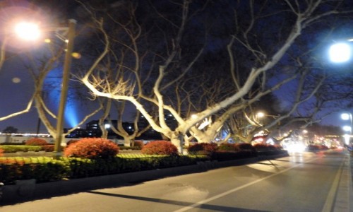 CHINY / Nankin / Nankin / Platany