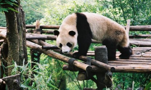 Zdjęcie CHINY / brak / okolice Chengdu / maly mis? - panda