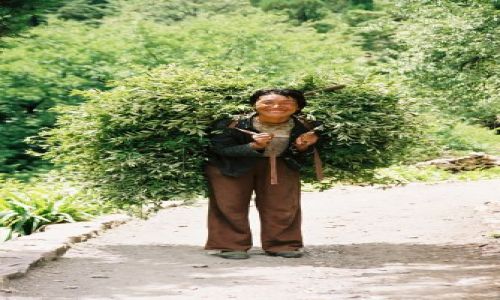 Zdjęcie CHINY / brak / w poblizu lodowca / Zielono mi