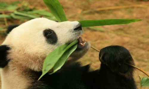 Zdjęcie CHINY / brak / HongKong / Panda
