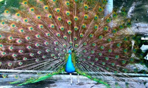 Zdjęcie CHINY / brak / KUNMING/Yunnan / Paw