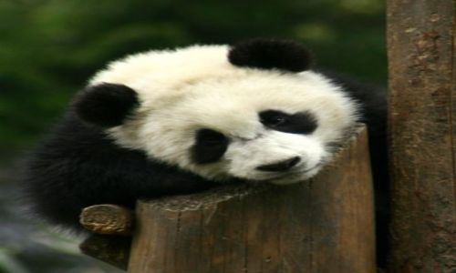 Zdjecie CHINY / brak / Syczuan / Wolong Nature Rezerves