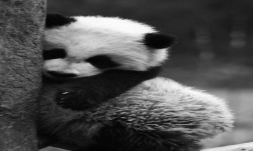 Zdjecie CHINY / brak / Wolong Nature Reserves / czy ktos mnie przytuli???