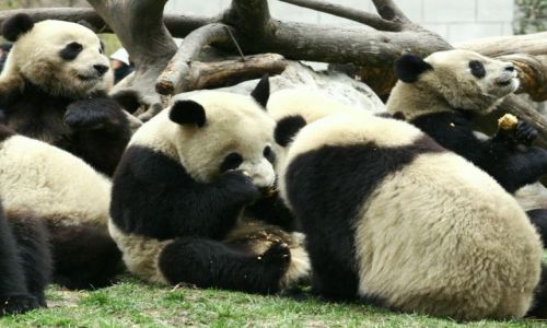 Zdjecie CHINY / brak / wolong nature reserve / podczas posilku