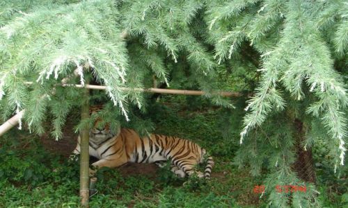 Zdjęcie CHINY / Szanghaj ZOO / Szanghaj / Szanghaj ZOO