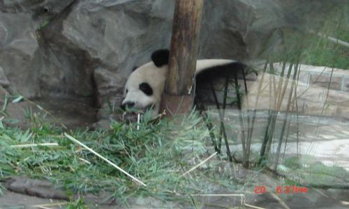 Zdjęcie CHINY / Szanghaj ZOO / Szanghaj / Panda Wielka