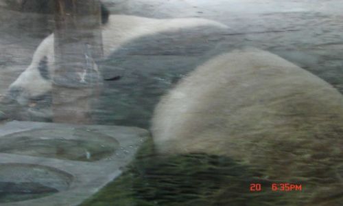 Zdjęcie CHINY / Szanghaj ZOO / Szanghaj / Panda Wielka 2