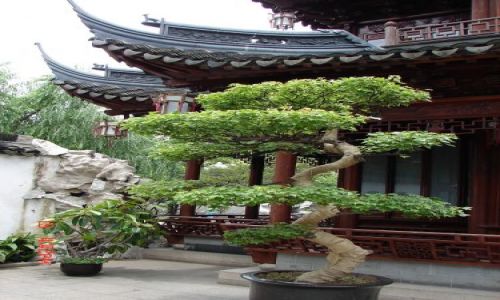 Zdjecie CHINY / Szanghaj  / Szanghaj / Chinskie Bonsai ?