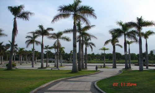 Zdjęcie CHINY / Guangzo / Nanning / Chinskie palmy