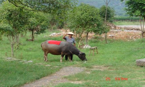 Zdjecie CHINY / Guangzo / Guilin / Moze zdjecie na krowce ?