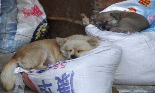 Zdjecie CHINY / Prowincja Yunnan / Wwz Skaczcego Tygrysa / Mieszkancy Guest House-u