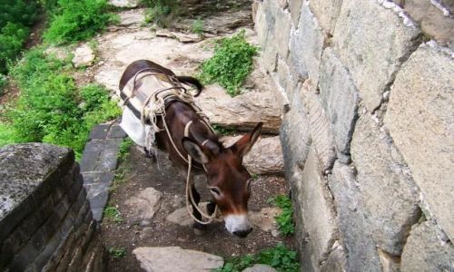 Zdjecie CHINY / brak / 100 km od Pekinu, Mùtinyù / OSIOEK NA Mùtinyù