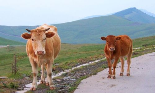 Zdjęcie CHINY / CHINY PÓŁNOCNE / WUTAISHAN, PROWINCJA SHANXI / TAK NA MNIE PATRZYŁY, POZOWAŁY?