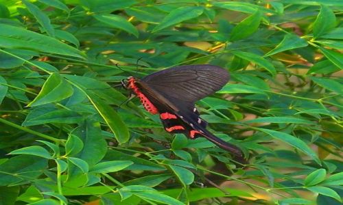 Zdjęcie CHINY / PROWINCJA JIANGSU / YANGZHOU / NA KWIATKU