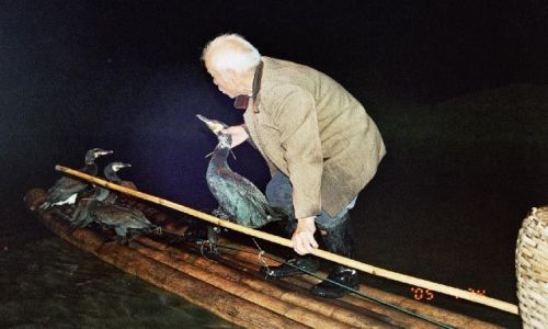 Zdjęcie CHINY / Guangxi / Jangshuo / połów z kormoranami