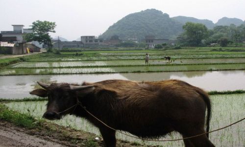 Zdjecie CHINY / Guangxi / Fuli / podstawa Chińskiego rolnictwa