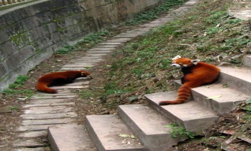 Zdjęcie CHINY / Chendu / ośrodek hodowli Pandy / panda czerwona