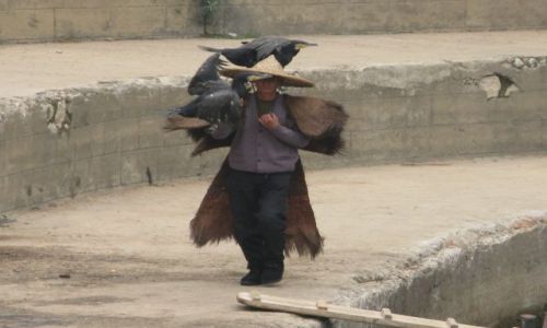 Zdjecie CHINY / Guilin-rzeka Li / port przy rzece Li / kormorany-wczesniej lapaly ryby teraz turystow
