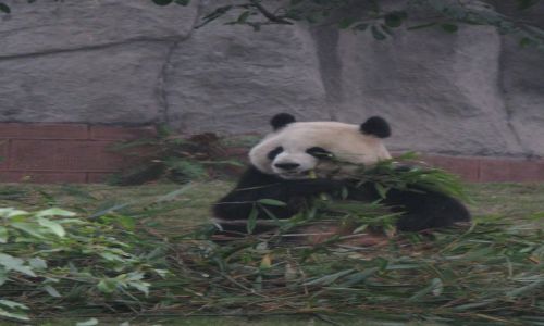 Zdjecie CHINY / Chengdu / osrodek hodowli pandy wielkiej / pychotka