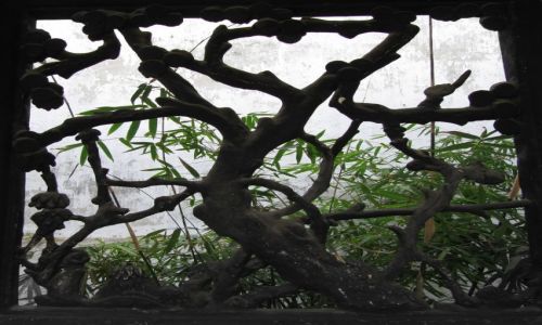 Zdjęcie CHINY / Suzhou / ogrod / drzewa za drzewem