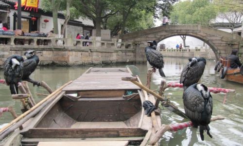 Zdjęcie CHINY / Suzhou / na kanale / kormorany w pracy